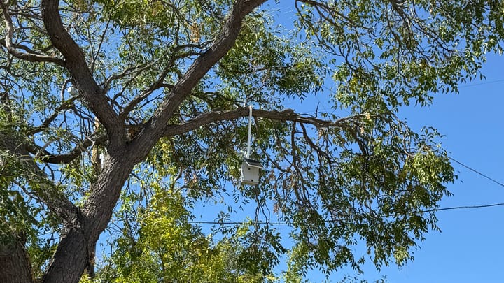 Meshtastic: Down the Rabbit Hole, and a Repeater in a Tree. Is it worth the hype, or the fuss?