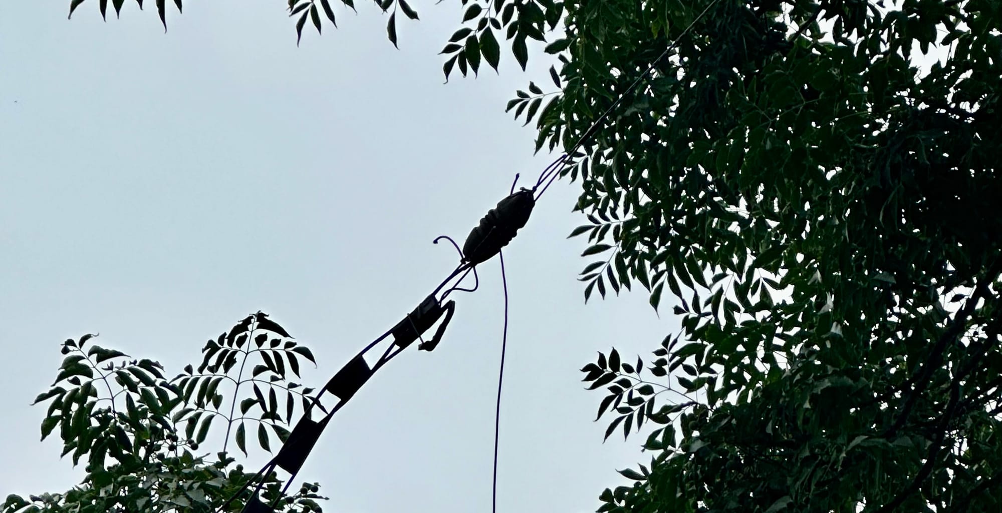 Meshtastic: Down the Rabbit Hole, and a Repeater in a Tree. Is it worth the hype, or the fuss?